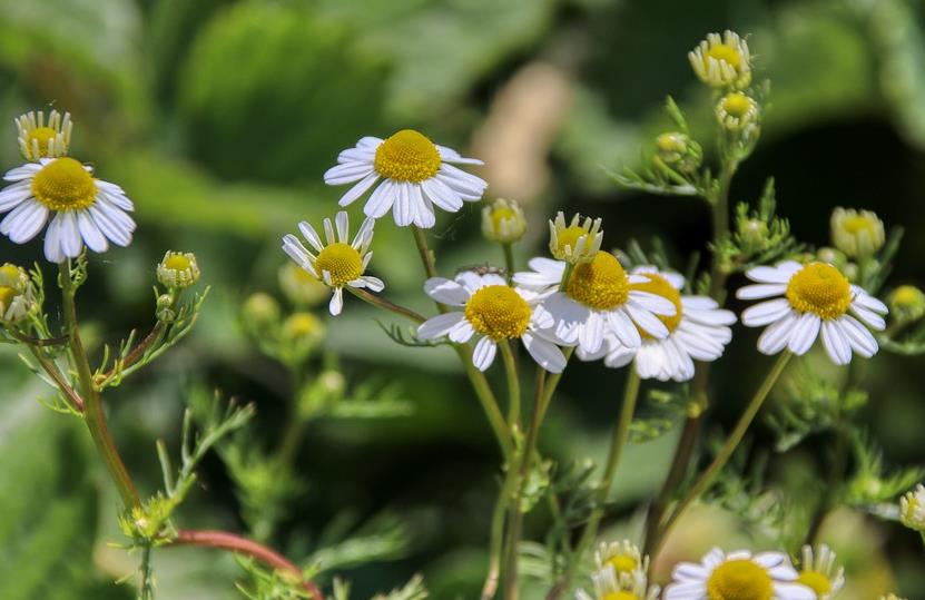 Is Chamomile Lucky to Keep at Home? Is It Good for Chinese New Year Decor?
